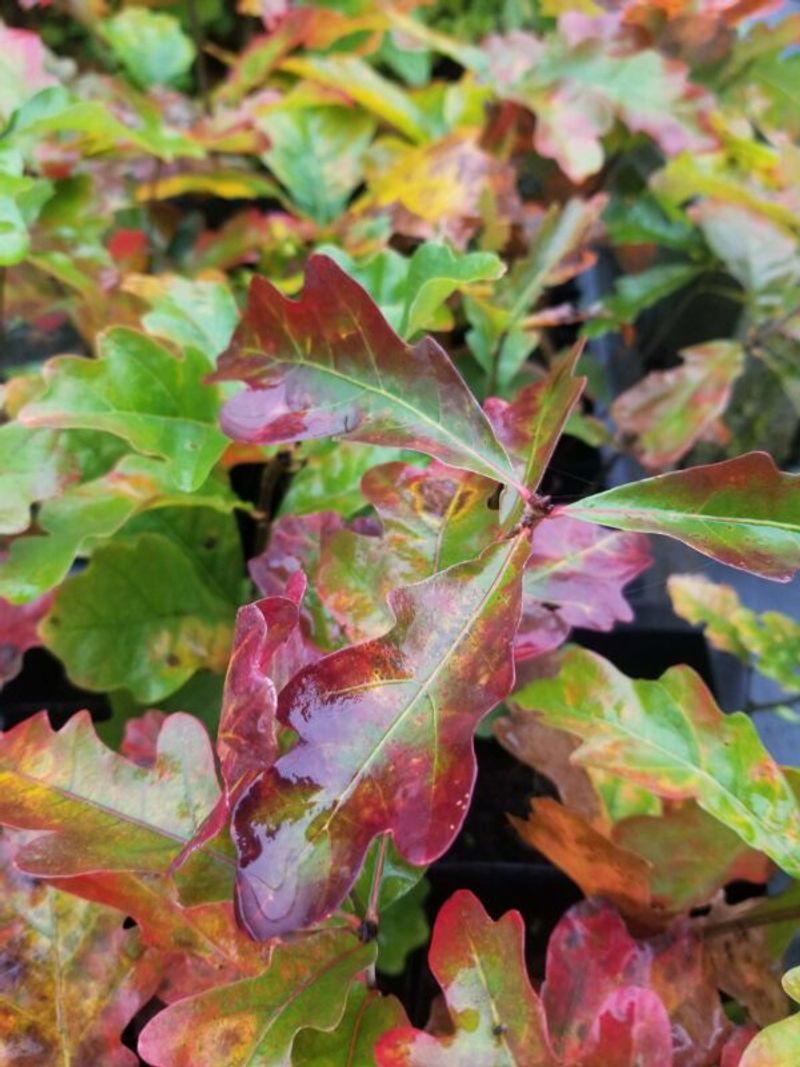 White Oak Can Add Wine-Red And Purple Tones