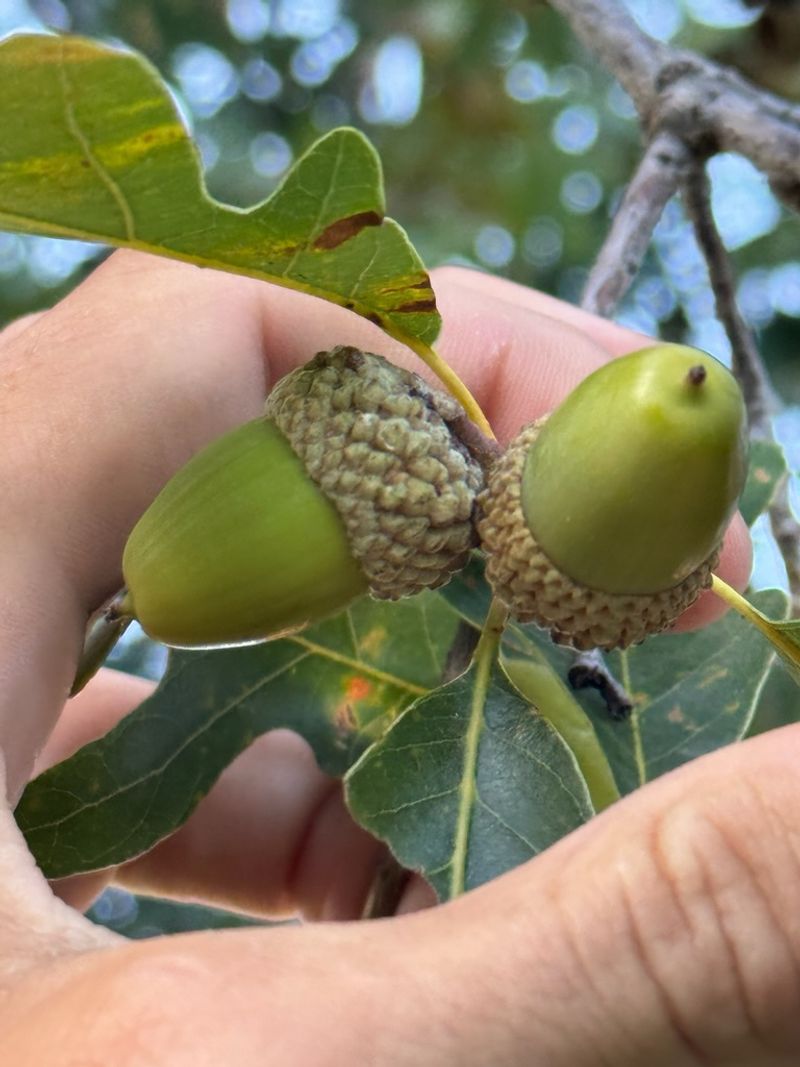 White Oak For The Least Bitter Acorns