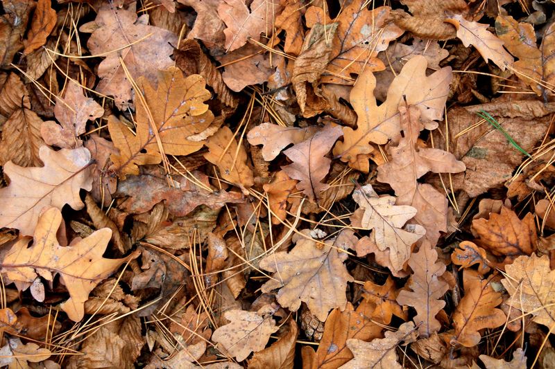 White Oak Makes Chunky, Long-Lasting Mulch White Oak Makes Chunky, Long-Lasting Mulch