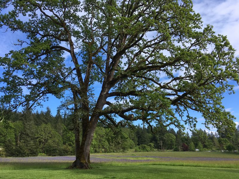 White Oak White Oak