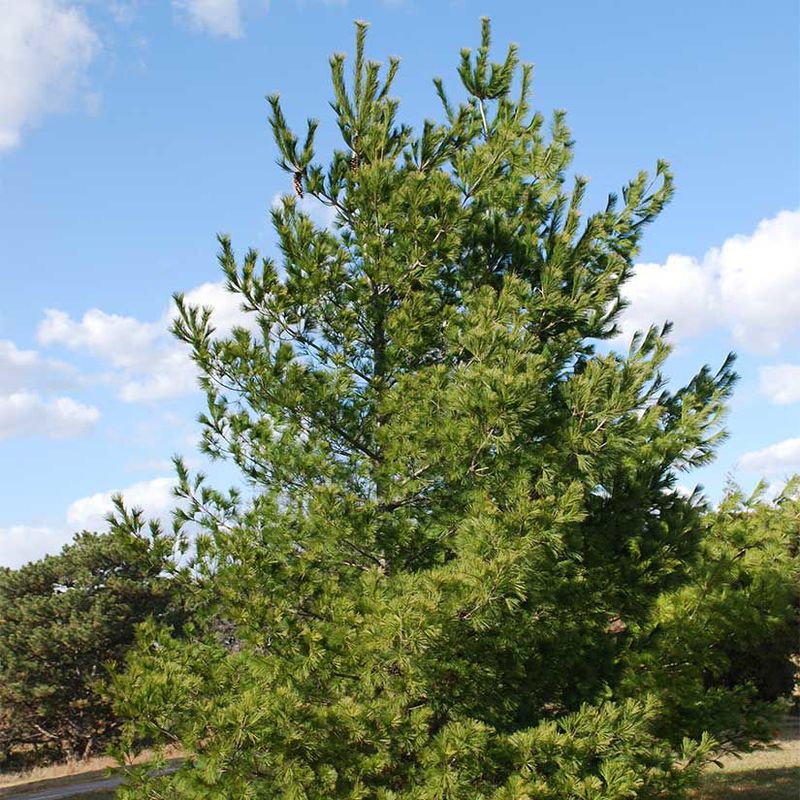White Pine Creates A Tall Privacy Screen For Larger Properties