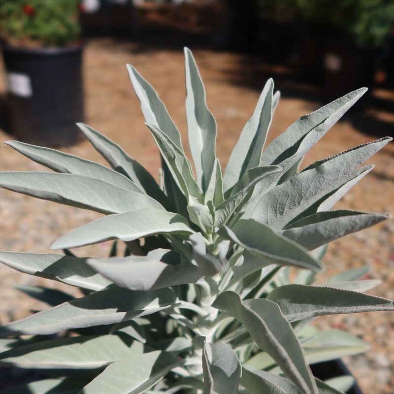 White Sage, The Silver Star Of Southern California