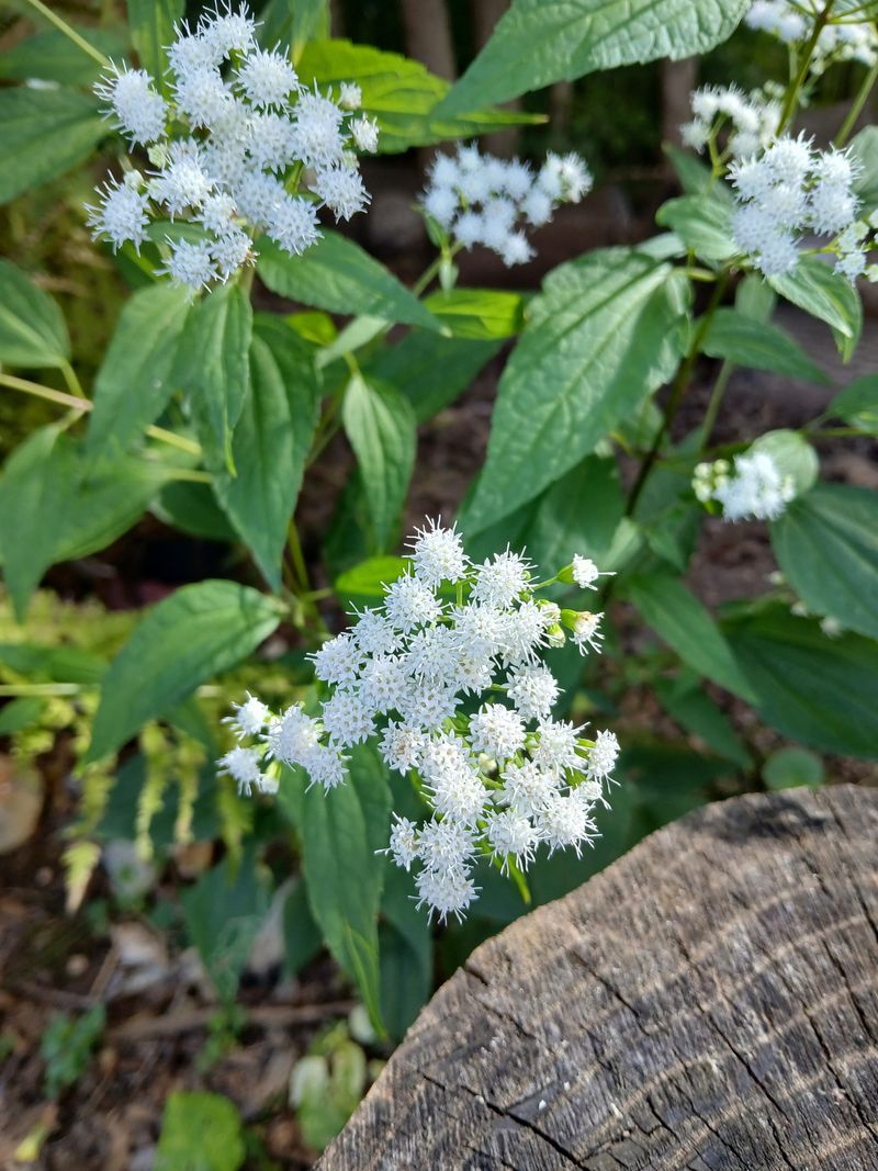 White Snakeroot Adds Late Season Blooms To Shady Gardens