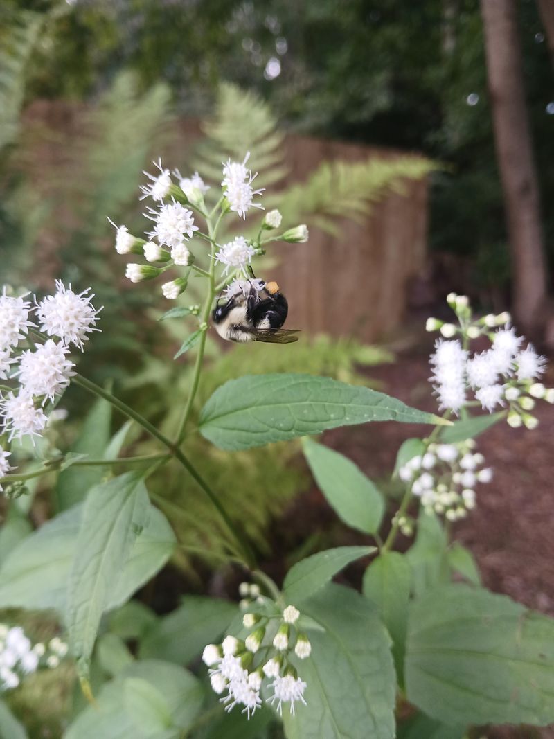 White Snakeroot Brightens Shady Fall Borders White Snakeroot Brightens Shady Fall Borders