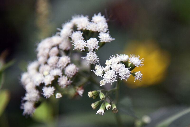 White Snakeroot, The Shady Star Of Late Summer