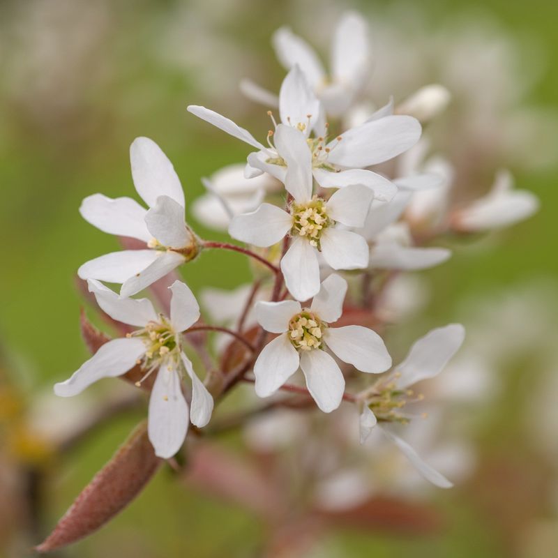 White Spring Blossoms Arrive Around The Same Time