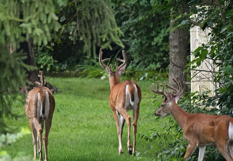 White-Tailed Deer Moving Through Yards White-Tailed Deer Moving Through Yards