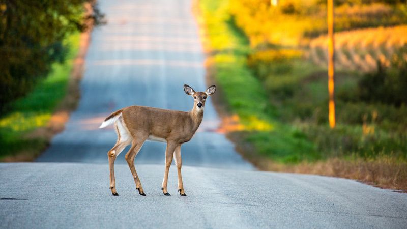 White-Tailed Deer Near Roads And Gardens