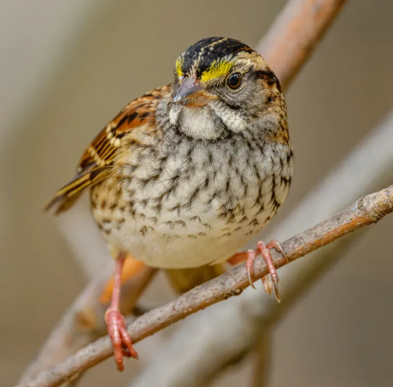 White-Throated Sparrow