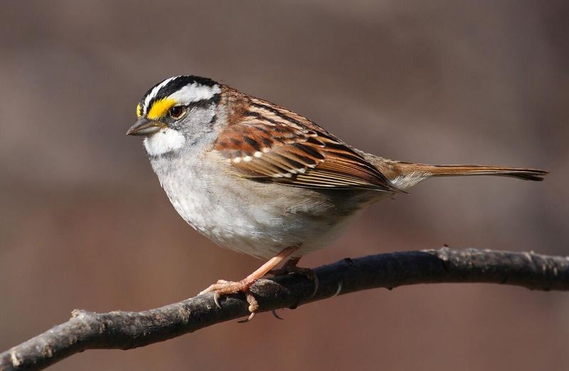 White-Throated Sparrows Join The Fall Migration White-Throated Sparrows Join The Fall Migration