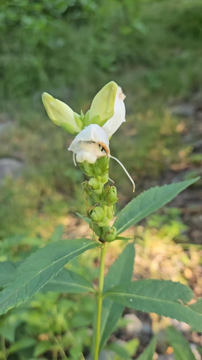White Turtlehead Is The Quirky Native Bloom That Loves Ohio’s Damp Spots White Turtlehead Is The Quirky Native Bloom That Loves Ohio’s Damp Spots