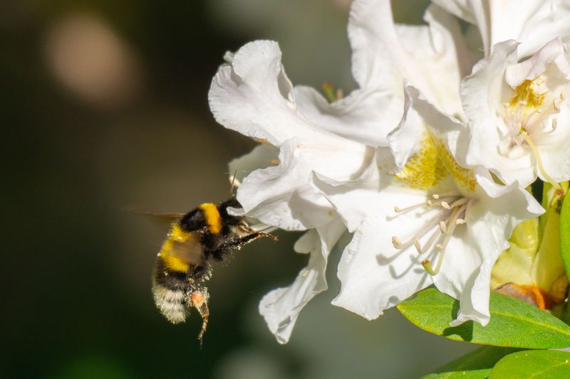 White Turtlehead Rewards Strong Bumblebees