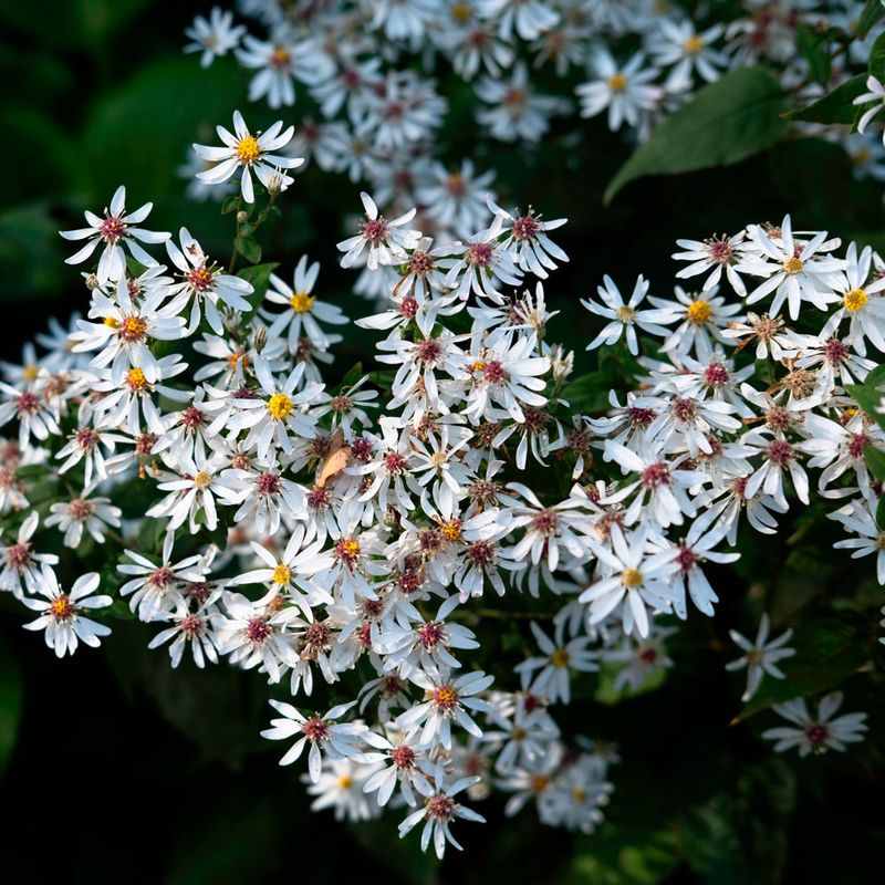 White Wood Aster And Christmas Fern Make Easy Partners
