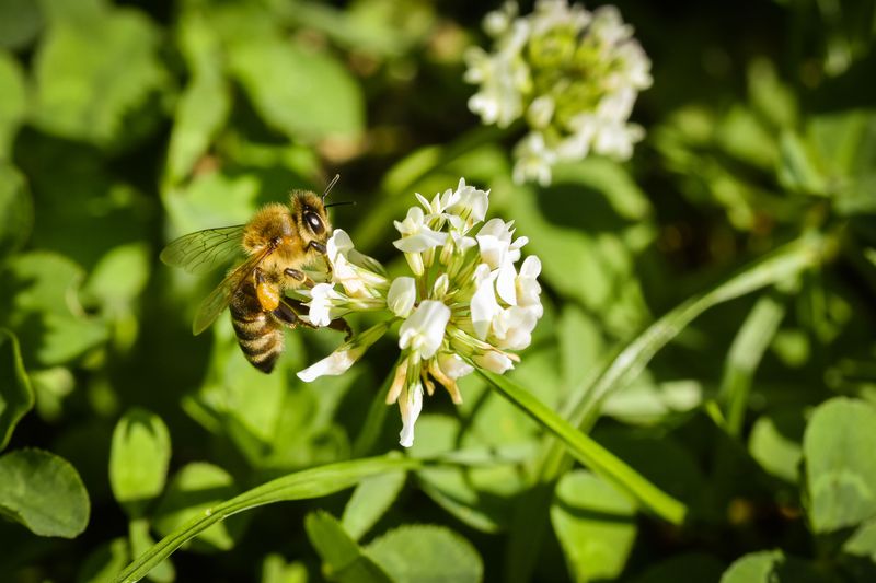 White clover can provide useful bee forage
