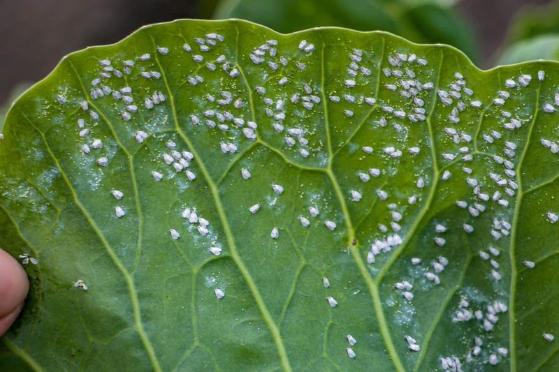 Whiteflies Whiteflies