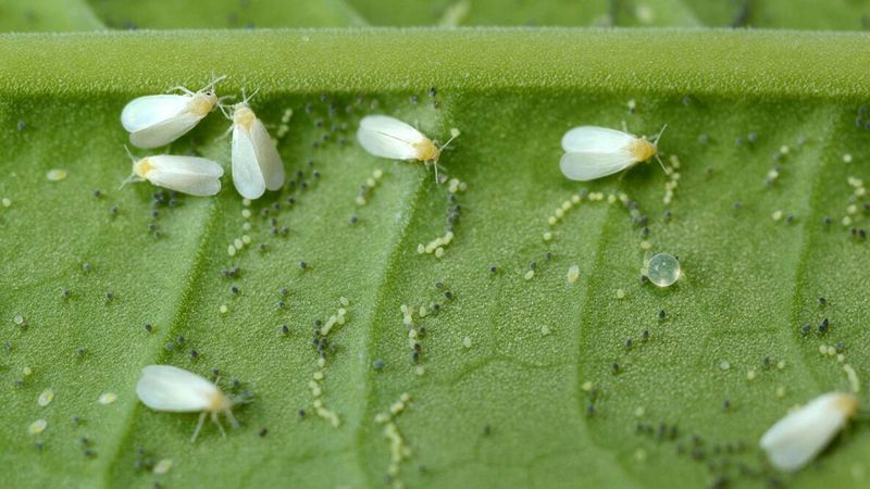 Whiteflies Whiteflies