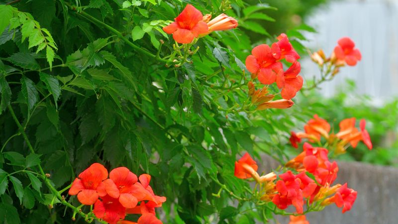 Why A Hot Fence Is Its Favorite Spot