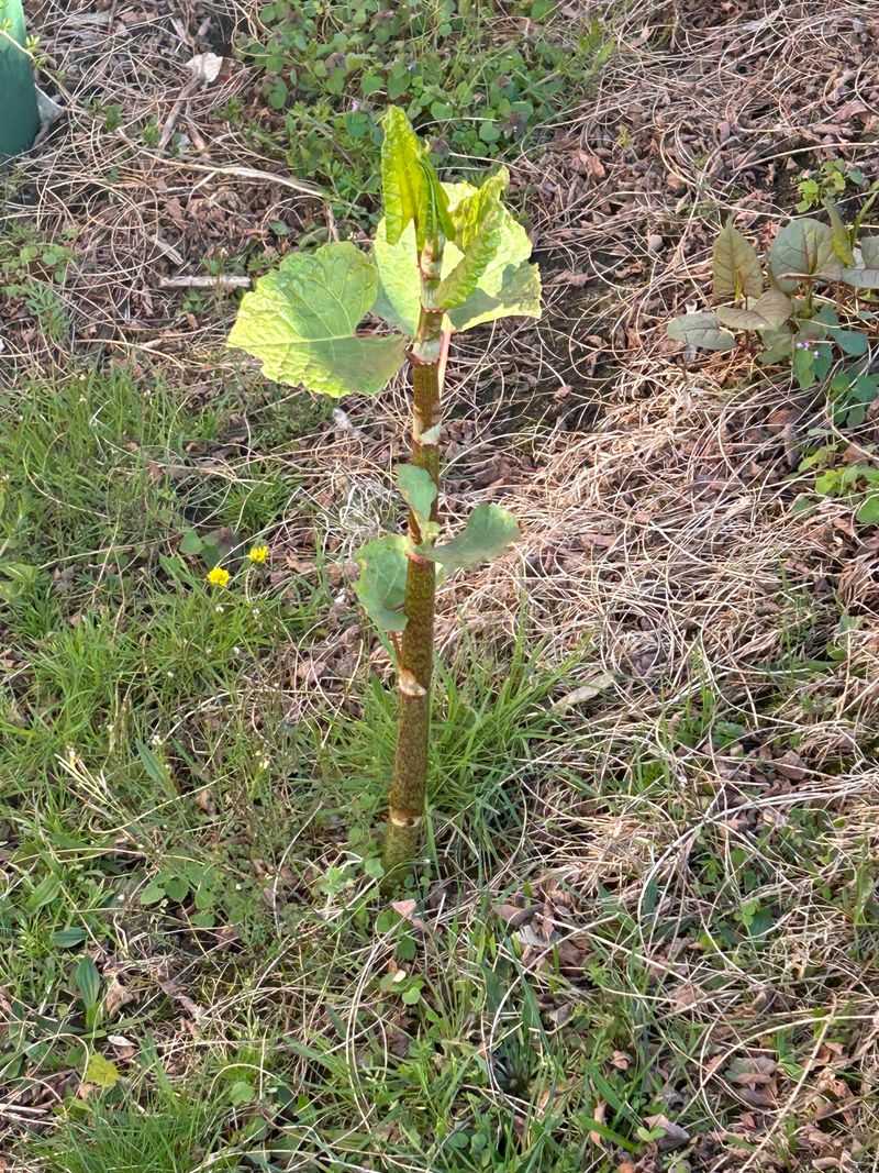 Why A Tiny Piece Of Root Is Enough Why A Tiny Piece Of Root Is Enough