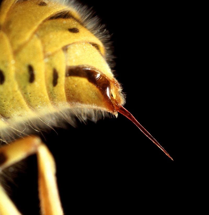 Why A Yellowjacket Sting Is Not Like A Typical Wasp Encounter