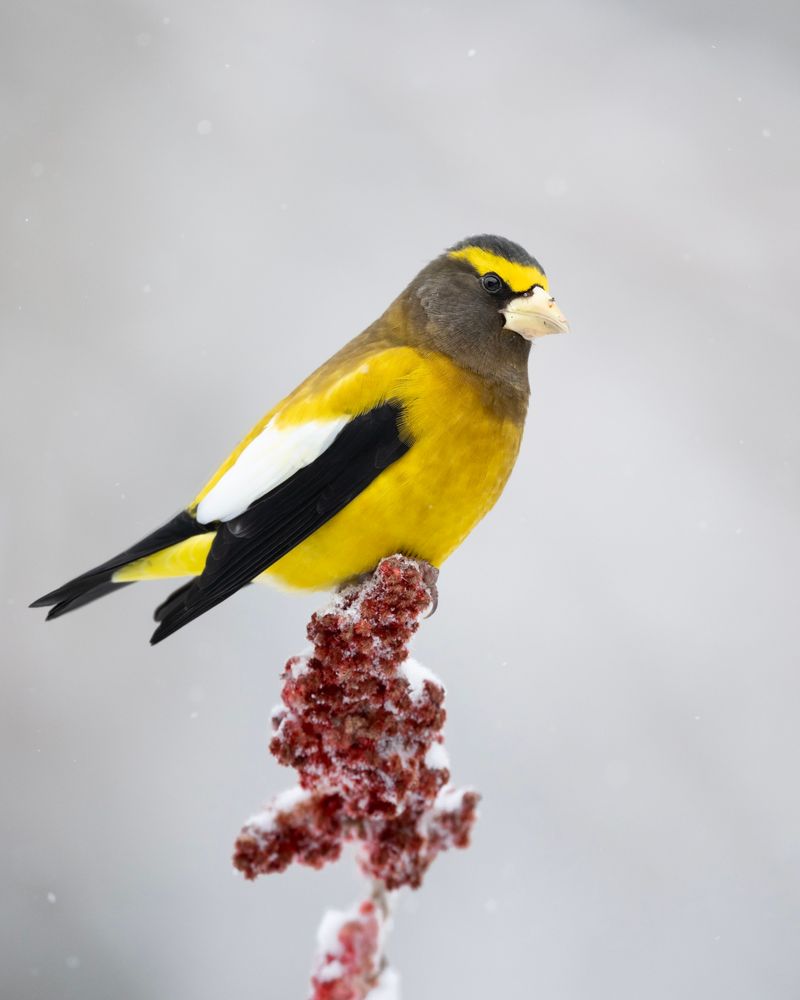 Why An Evening Grosbeak Sighting Is Special Why An Evening Grosbeak Sighting Is Special