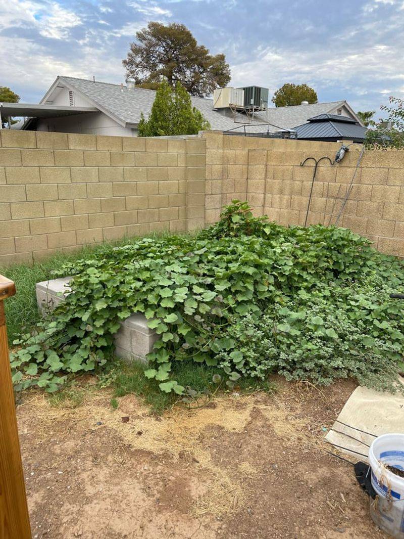 Why Arizona Heat Makes Whiteflies Thrive Why Arizona Heat Makes Whiteflies Thrive