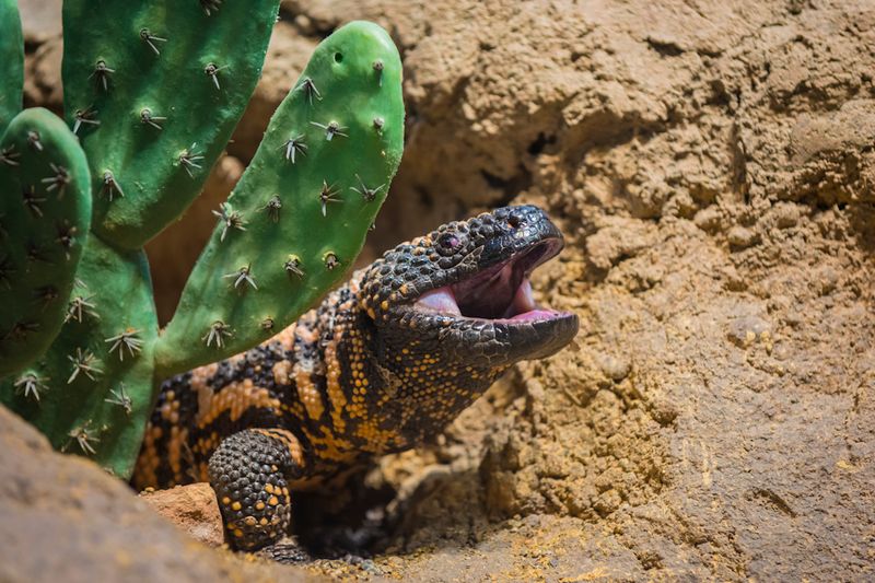 Why Arizona Homeowners Rarely See This Secretive Lizard Why Arizona Homeowners Rarely See This Secretive Lizard