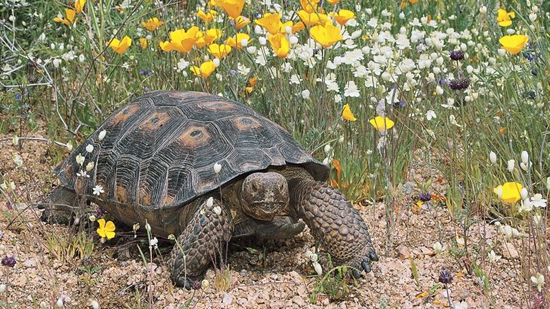 Why Arizona Rain and Familiar Routes Matter Why Arizona Rain and Familiar Routes Matter