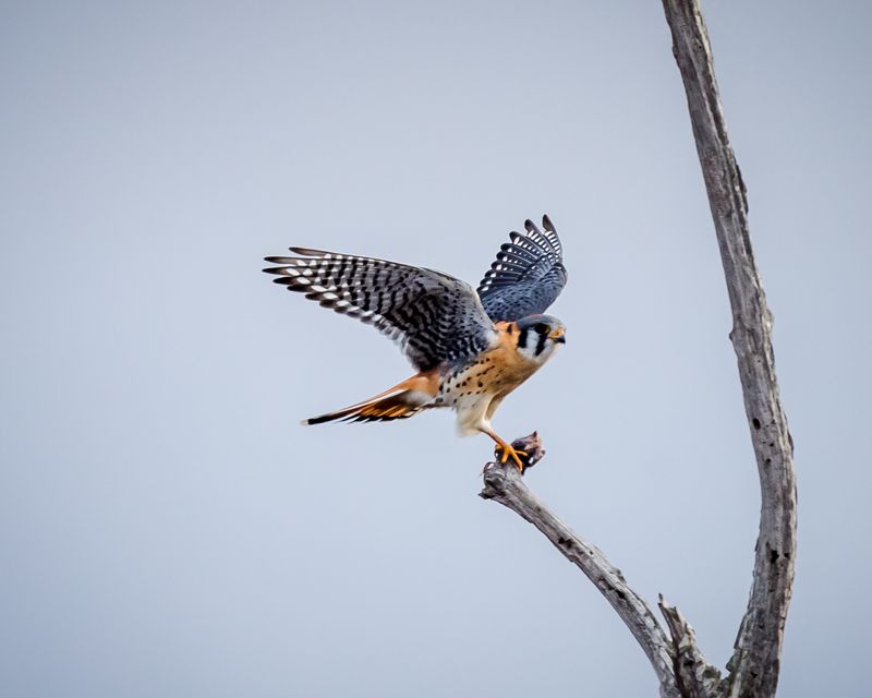 Why Arizona may offer more fall raptor sightings