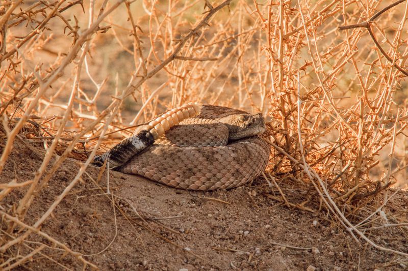 Why Autumn Puts These Snakes On The Move