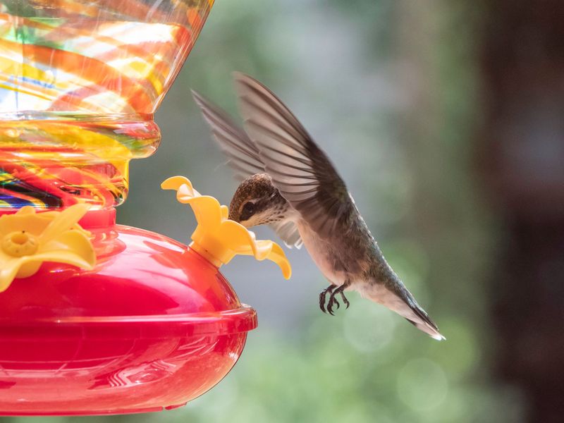 Why Backyard Feeders Put Hummingbirds At Risk Why Backyard Feeders Put Hummingbirds At Risk