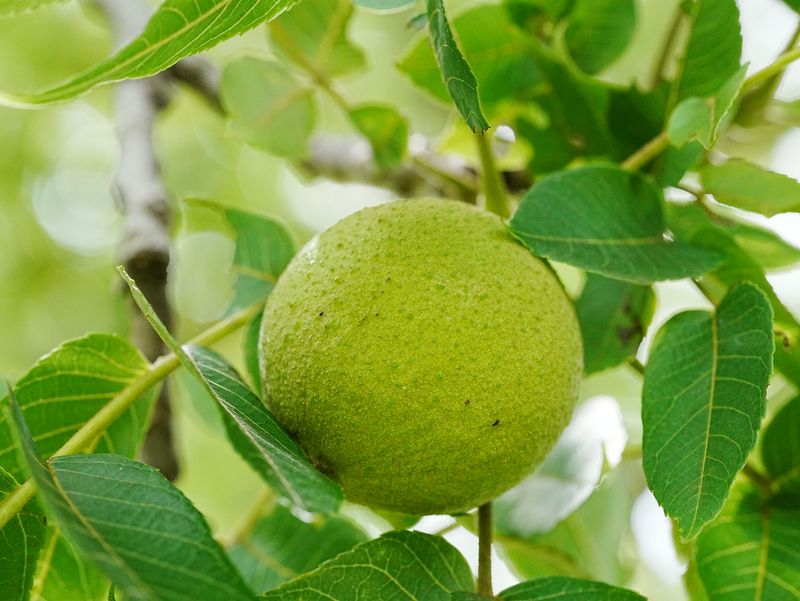 Why Black Walnuts Are A Preferred Host Why Black Walnuts Are A Preferred Host