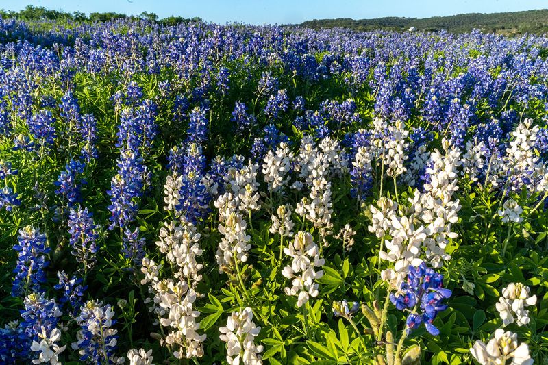 Why Bluebonnets Once Created Such Massive Displays