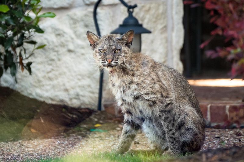 Why Bobcats Are Showing Up Around Texas Homes