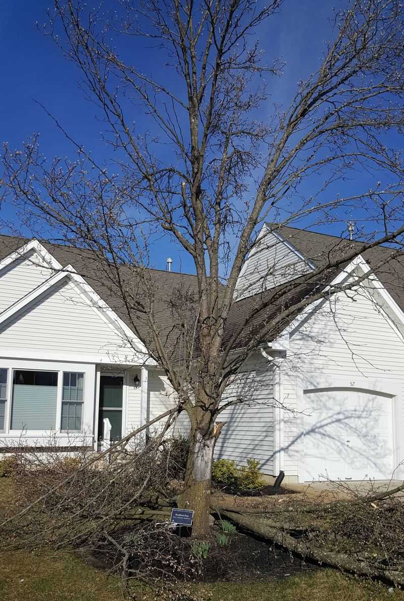 Why Bradford Pears Become a Structural Liability Why Bradford Pears Become a Structural Liability