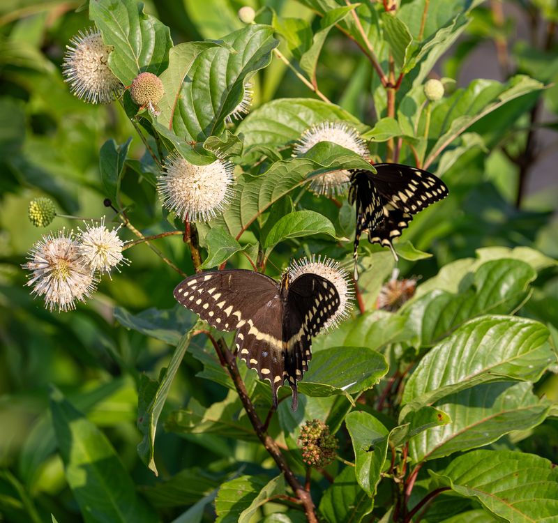 Why Buttonbush Flowers Are So Attractive To Pollinators