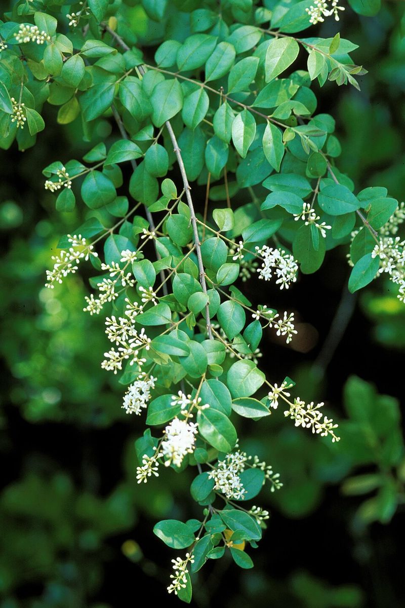 Why Chinese Privet Blends Into Alabama Fence Lines Why Chinese Privet Blends Into Alabama Fence Lines