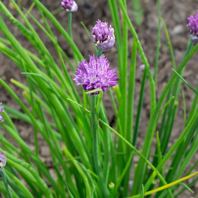 Why Chives Come Back Each Spring