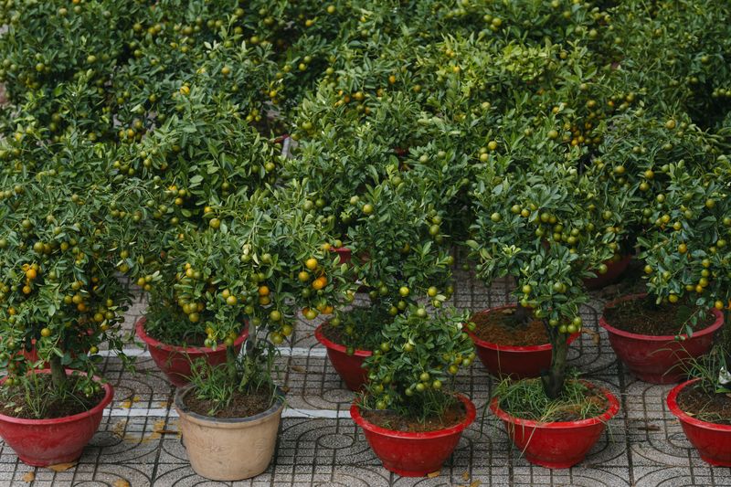 Why Citrus Trees Top Its Menu