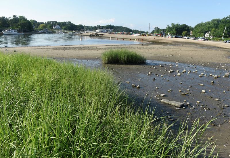 Why Connecticut's Wetlands Became So Important To Protect Why Connecticut's Wetlands Became So Important To Protect
