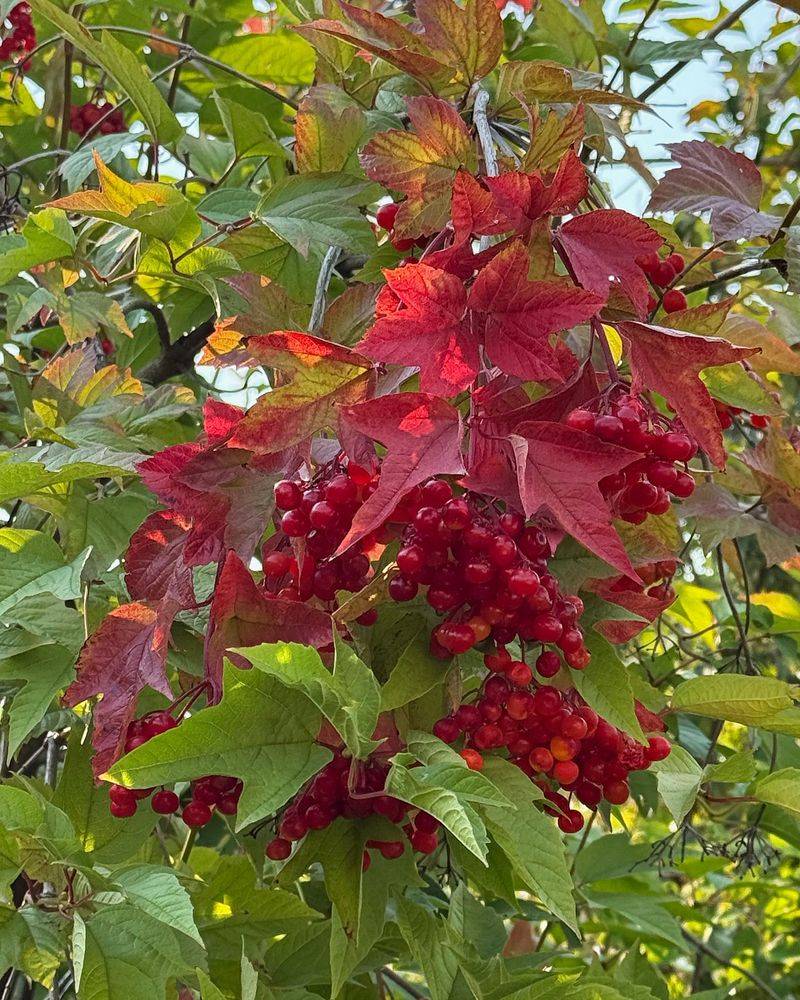 Why Cranberrybush Viburnum Is Often Overlooked