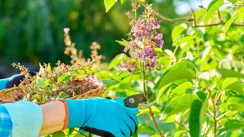 Why Cutting Spent Flowers Helps Vitex Why Cutting Spent Flowers Helps Vitex