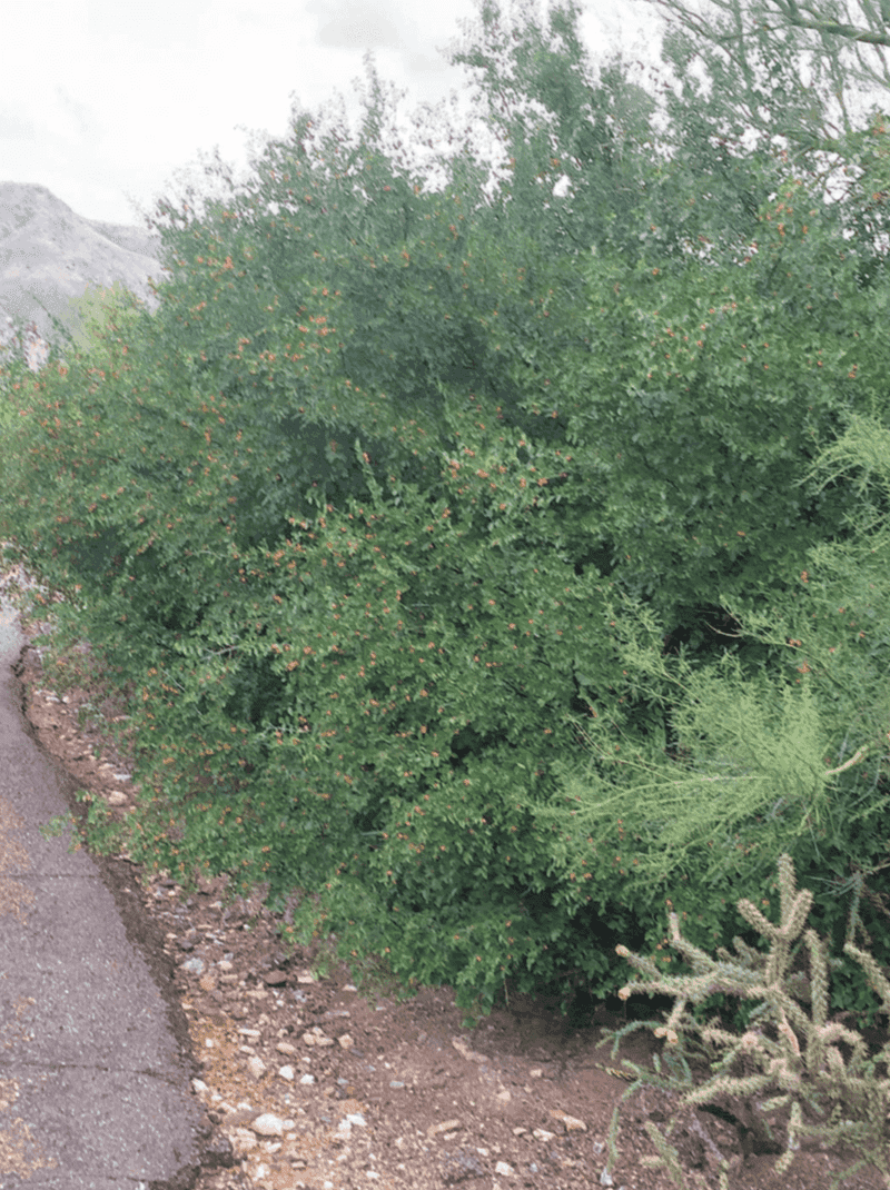 Why Desert Hackberry Fits Some Arizona Borders
