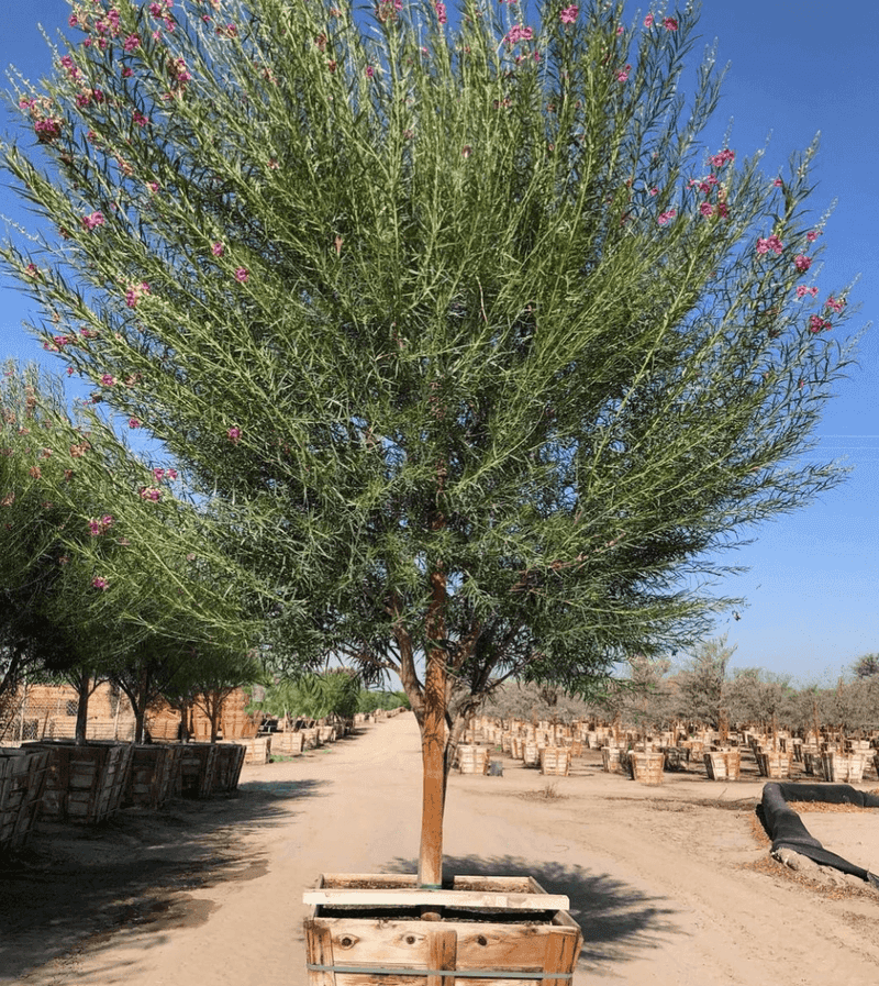 Why Desert Willow Fits the Low Desert Why Desert Willow Fits the Low Desert