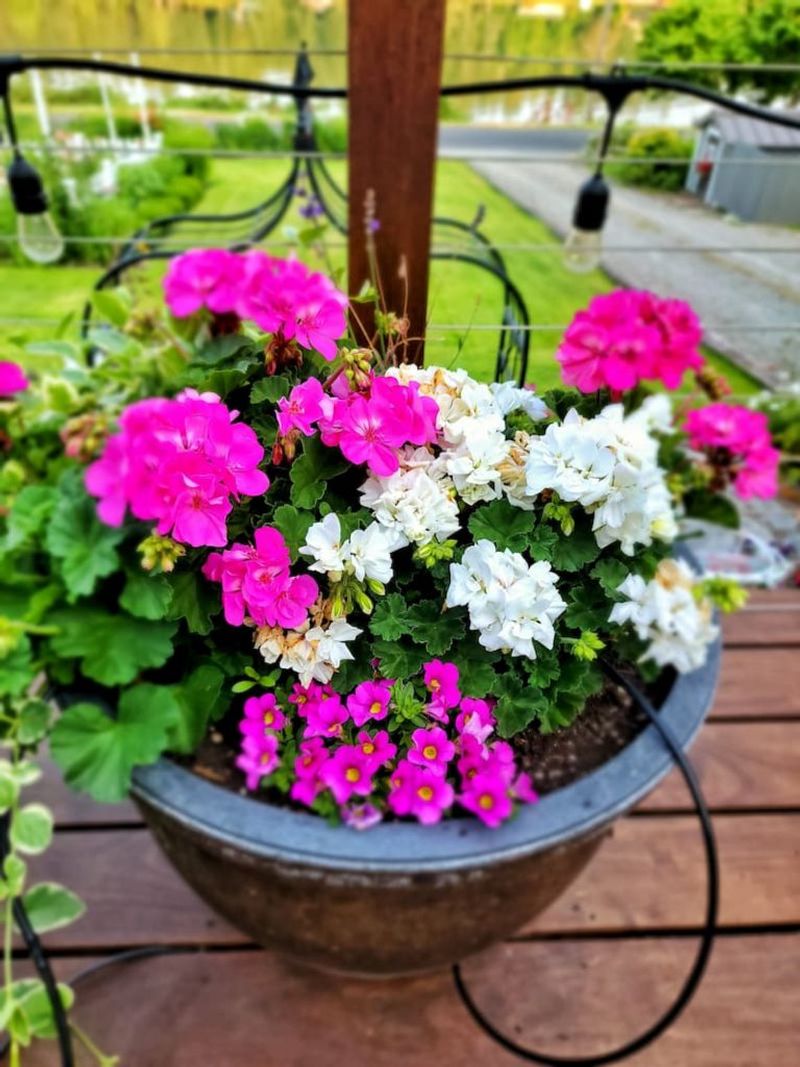 Why Dormant Storage Works For Geraniums