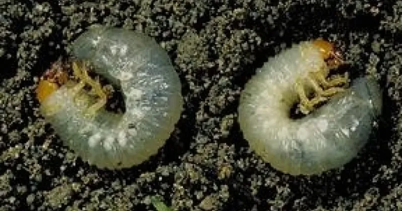 Why Early September Marks The Grub Feeding Rush