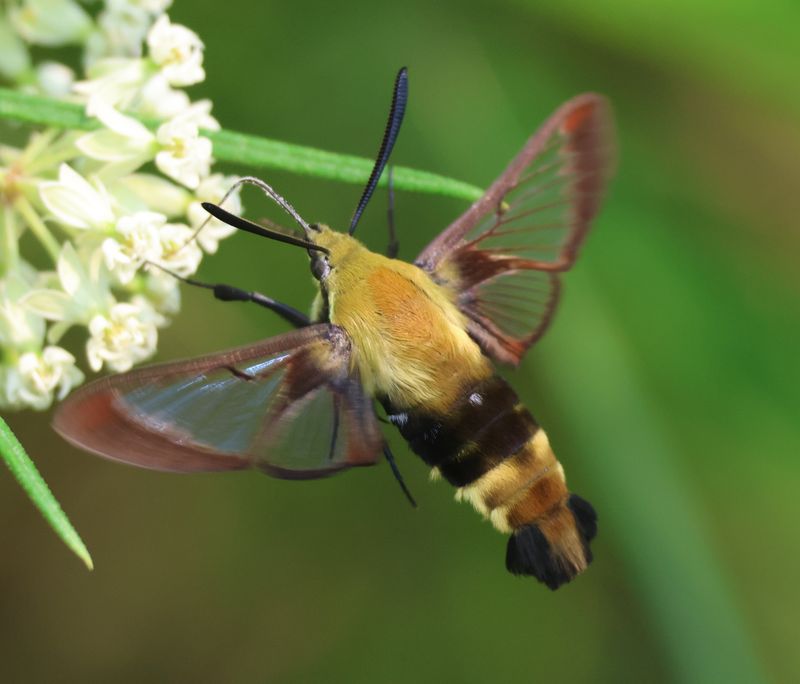 Why Early September Sightings Spike Across The State Why Early September Sightings Spike Across The State
