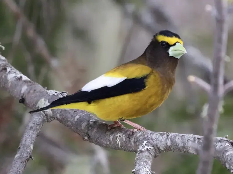 Why Evening Grosbeaks Appear In Pennsylvania During Fall Why Evening Grosbeaks Appear In Pennsylvania During Fall