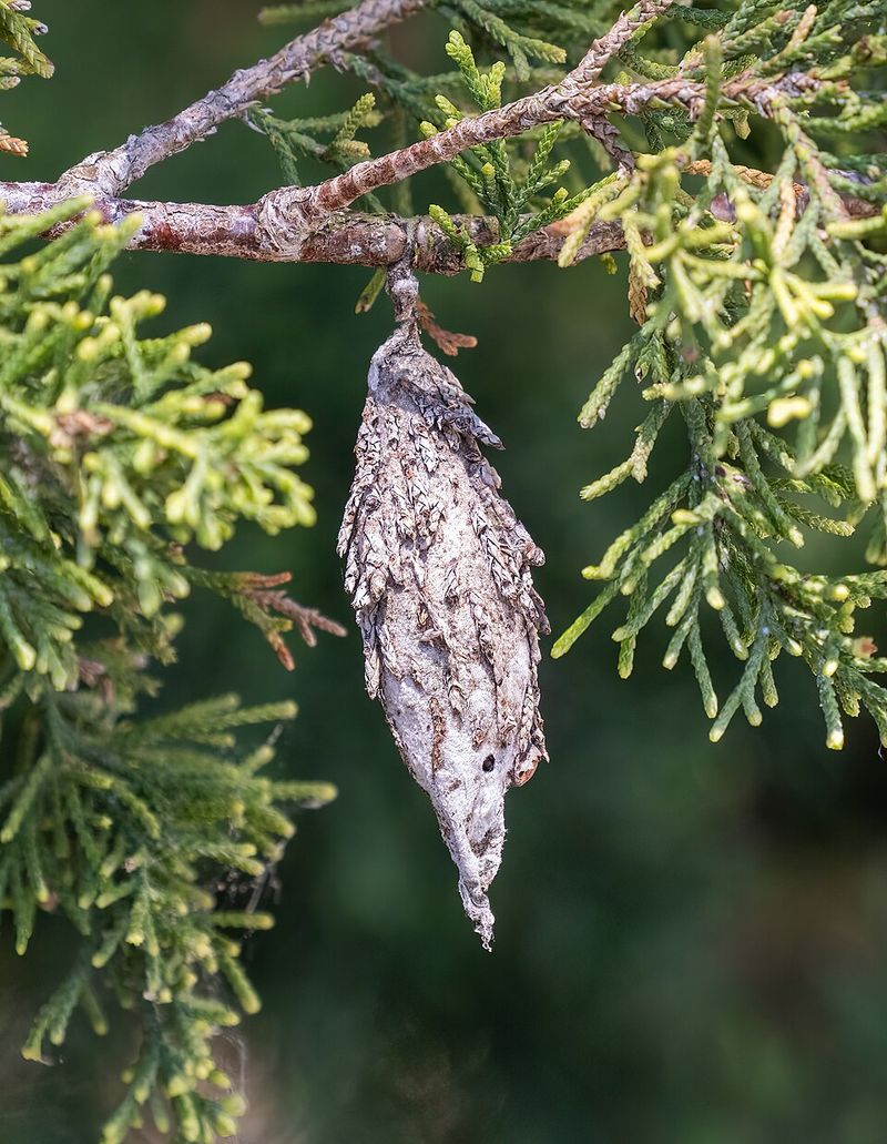 Why Evergreens Take The Hardest Hit