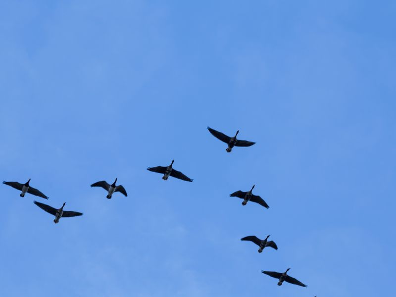 Why Fall Brings The Most Unusual Sightings Why Fall Brings The Most Unusual Sightings
