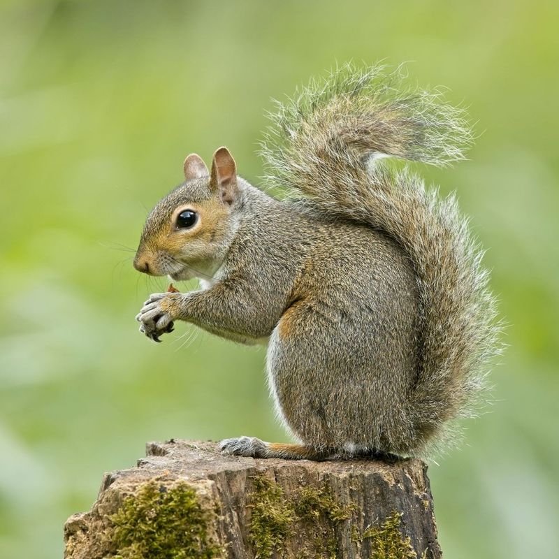 Why Fall Is Peak Squirrel Season Why Fall Is Peak Squirrel Season